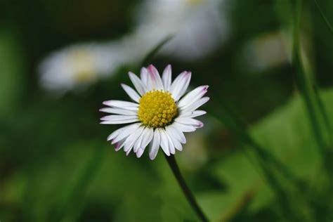 黃雛菊花語|雛菊花語是什麼？各顏色雛菊花語：天真、純潔、和平 